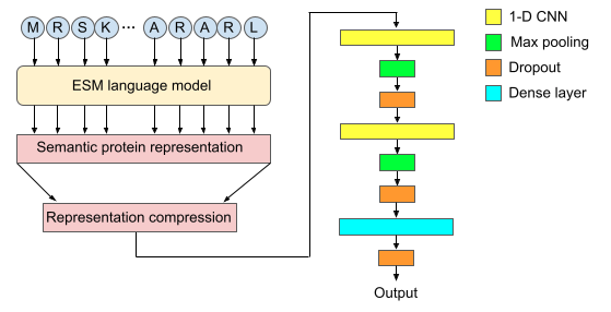 ESM-TFpredict model architecture